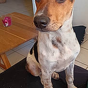 Coby a rejoint le concours — aidez-le/la à gagner de superbes lots ! dog, pet, indoor, brown, white, black, ears, face, eyes, nose, fur, paws, floor, table, candle, pillow, home, furniture, tile_floor, curious