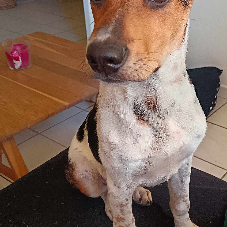 Coby a rejoint le concours — aidez-le/la à gagner de superbes lots ! black, brown, candle, curious, dog, ears, eyes, face, floor, fur, furniture, home, indoor, nose, paws, pet, pillow, table, tile_floor, white
