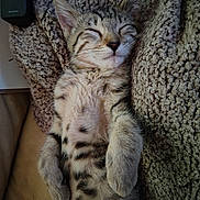 Tiger joined the competition — help win amazing prizes! kitten, cat, sleeping, tabby, fur, blanket, cozy, resting, pet, indoor, closeup, cute, small, animal, relaxed, paw, whiskers, soft, nap, feline