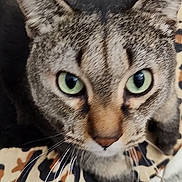 Lt Dan is registered to the contest to win money with this photo: animal, bowl, cat, close_up, curious, cushion, ear, feline, floor, fur, green_eyes, home, indoor, leopard_print, looking_up, metal_bowl, nose, pet, tabby_cat, whiskers