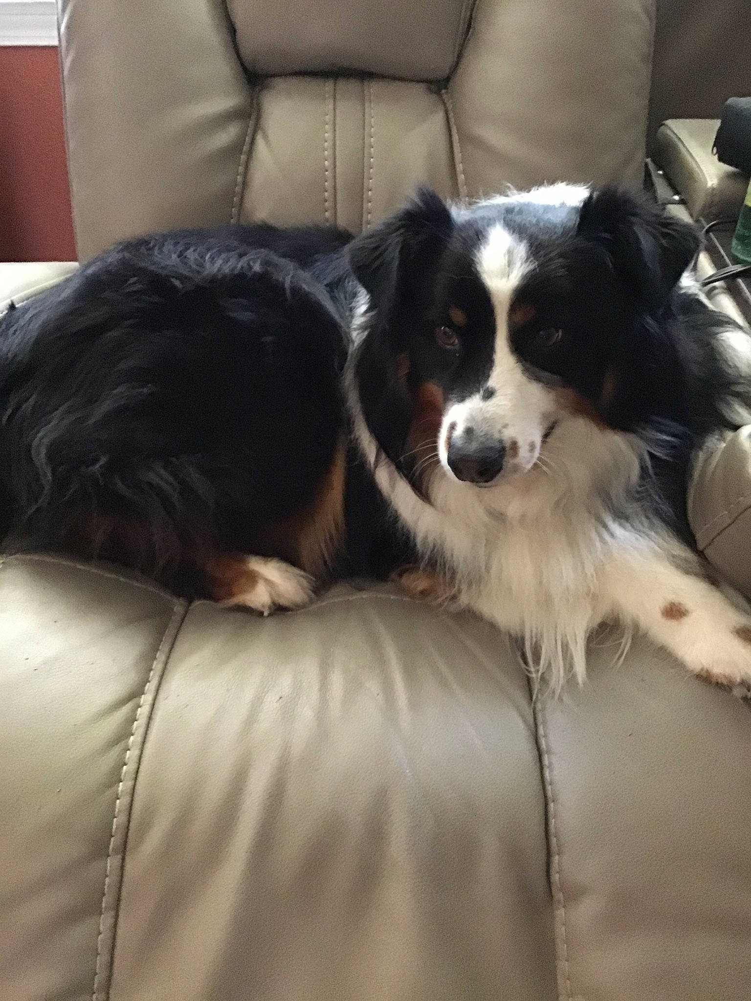 Desmond is registered to the contest to win money with this photo: australian_collie, australian_shepherd, bernese_mountain_dog, border_collie, canidae, carnivore, companion_dog, dog, dog_breed, english_shepherd, herding_dog, mammal, miniature_australian_shepherd, phalene, rare_breed_dog, small_greek_domestic_dog, sporting_group, vertebrate, welsh_sheepdog, working_dog