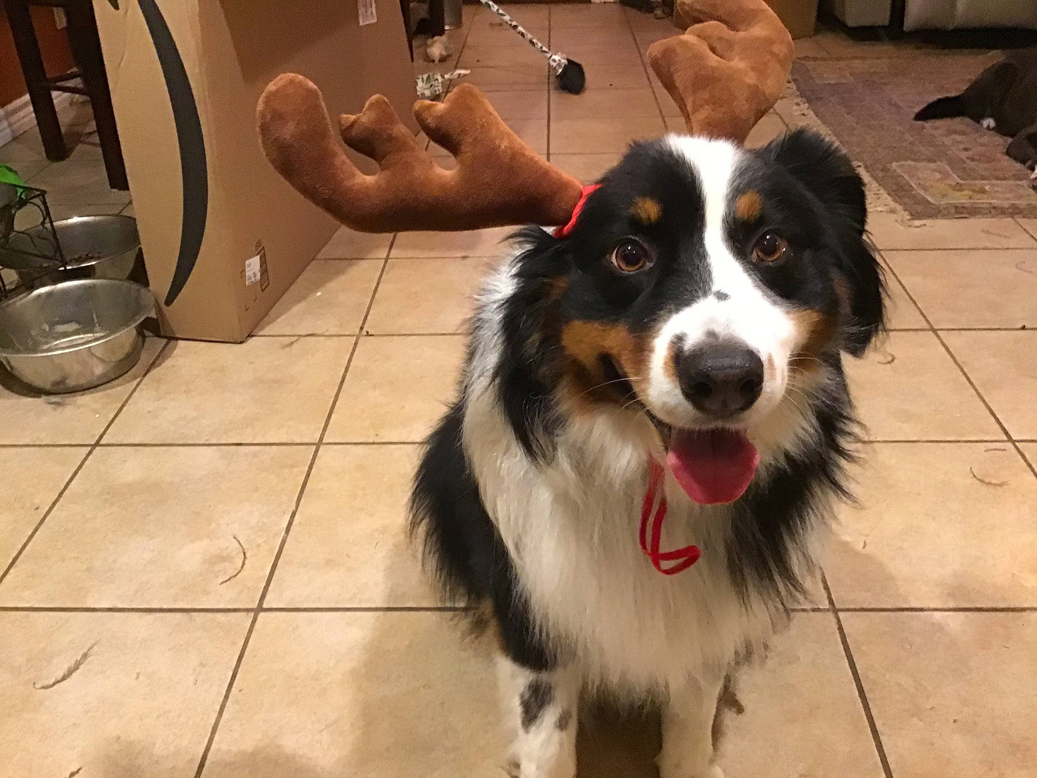 Desmond is registered to the contest to win money with this photo: australian_collie, australian_shepherd, bernese_mountain_dog, border_collie, canidae, carnivore, companion_dog, dog, dog_breed, english_shepherd, herding_dog, mammal, miniature_australian_shepherd, rare_breed_dog, snout, sporting_group, vertebrate, welsh_sheepdog, working_dog