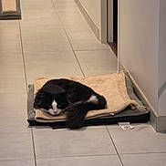 Bolipop a rejoint le concours — aidez-le/la à gagner de superbes lots ! cat, black_and_white, pet_bed, blanket, floor, tile_floor, indoor, hallway, resting, sleeping, fur, animal, domestic_animal, cozy, quiet, home_interior, relaxed, lying_down, tail, whiskers