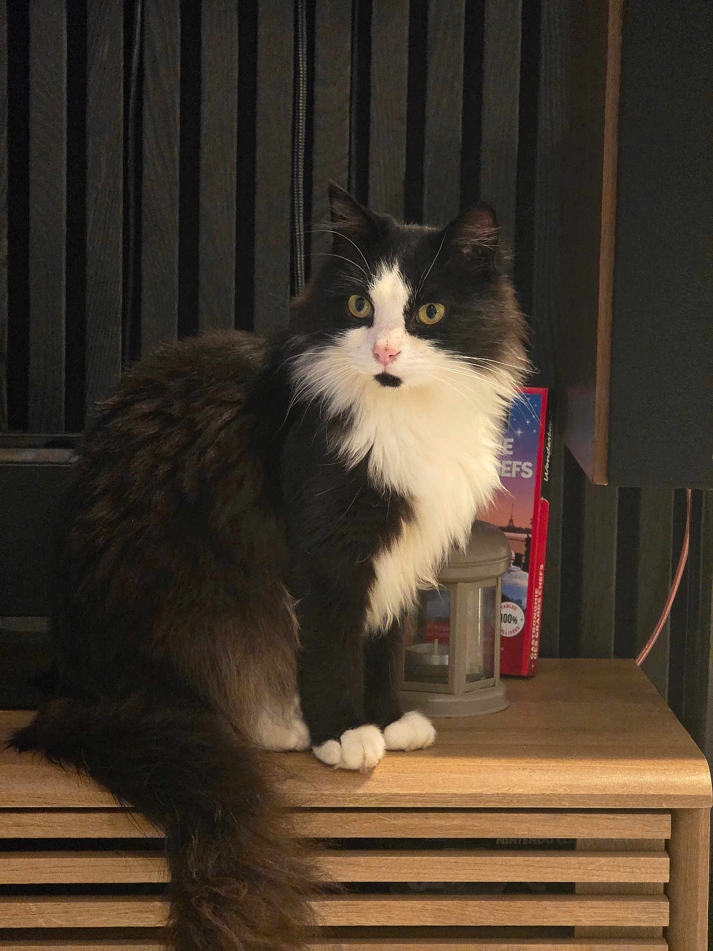 Bolipop participe au concours pour gagner de l'argent avec cette photo : cat, black_and_white, fluffy, indoor, wooden_surface, yellow_eyes, pet, feline, sitting, long_tail, fur, domestic_animal, lantern, book, cozy, warm_lighting, animal, looking_at_camera, whiskers, ears