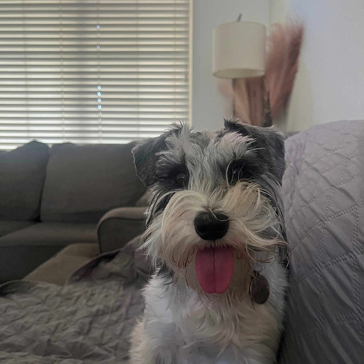 Winston joined the competition — help win amazing prizes! animal, architecture, building, canine, couch, curtain, cushion, dog, furniture, homedecor, indoors, interiordesign, lamp, linen, livingroom, pet, puppy, room, tablelamp, terrier