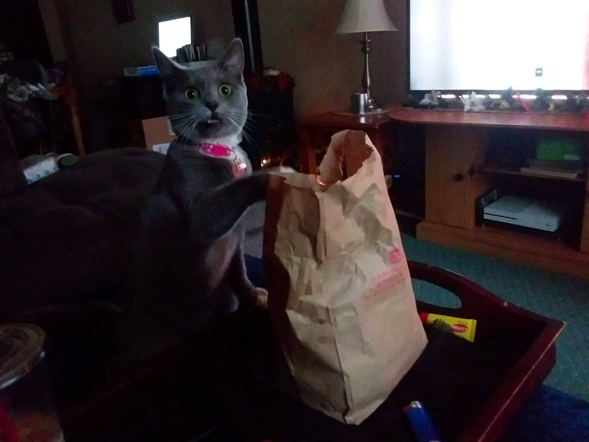 Ashley is registered to the contest to win money with this photo: carnivore, cat, chair, felidae, furniture, guard_dog, kitten, living_room, play, room, small_to_medium_sized_cats, snapshot, square, whiskers