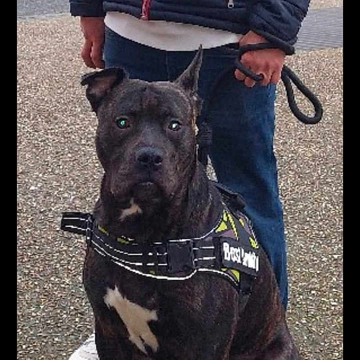 Nouki participe au concours pour gagner de l'argent avec cette photo : accessories, adult, animal, bostonbull, boxer, bulldog, canine, clothing, coat, dog, frenchbulldog, jacket, male, man, pants, person, pet, pitbull, policedog, strap