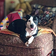 Magnolia joined the competition — help win amazing prizes! animal, black_and_white, blanket, canine, comfort, companion, couch, cozy, dog, domestic_animal, furniture, home, indoor, living_room, patterned, pet, relaxed, resting, smiling, tongue_out