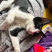 Basquiat joined the competition — help win amazing prizes! bed, blanket, cat, close_up, colorful_blanket, couch, cozy, cute, fabric, fleece, indoor, kitten, lying_down, paw, pet, pink_nose, portrait, relaxed, tuxedo_cat, whiskers