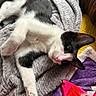 bed, blanket, cat, close_up, colorful_blanket, couch, cozy, cute, fabric, fleece, indoor, kitten, lying_down, paw, pet, pink_nose, portrait, relaxed, tuxedo_cat, whiskers
