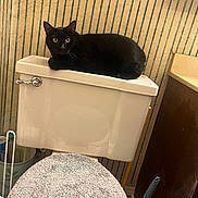 Binx joined the competition — help win amazing prizes! cat, black_cat, toilet, bathroom, toilet_tank, striped_wallpaper, curious, pet, domestic_animal, feline, indoor, wide_eyes, relaxed, resting, home, toilet_brush, bathroom_accessories, sink, cabinet, soft_texture