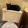 cat, black_cat, toilet, bathroom, toilet_tank, striped_wallpaper, curious, pet, domestic_animal, feline, indoor, wide_eyes, relaxed, resting, home, toilet_brush, bathroom_accessories, sink, cabinet, soft_texture