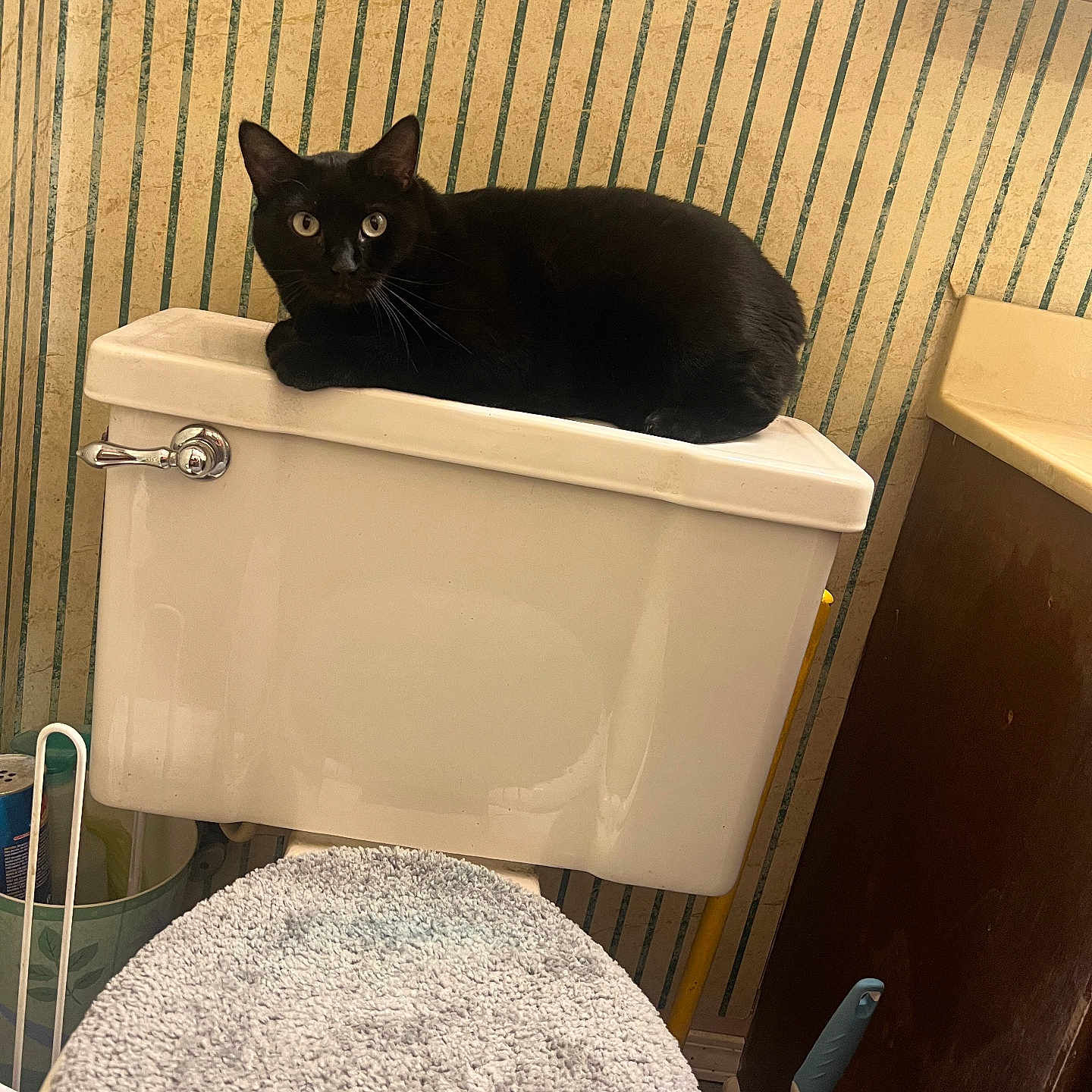 Binx joined the competition — help win amazing prizes! bathroom, bathroom_accessories, black_cat, cabinet, cat, curious, domestic_animal, feline, home, indoor, pet, relaxed, resting, sink, soft_texture, striped_wallpaper, toilet, toilet_brush, toilet_tank, wide_eyes