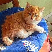 Jerry participe au concours pour gagner de l'argent avec cette photo :