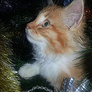 Jerry participe au concours pour gagner de l'argent avec cette photo :