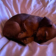 Bear joined the competition — help win amazing prizes! puppy, sleeping, dog, blanket, bed, cozy, fur, cute, rest, animal, pet, young, small, curled_up, indoors, relaxing, peaceful, cute_animal, canine, nap