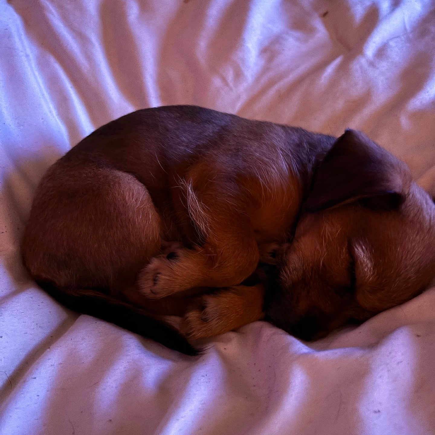 Bear joined the competition — help win amazing prizes! animal, bed, blanket, canine, cozy, curled_up, cute, cute_animal, dog, fur, indoors, nap, peaceful, pet, puppy, relaxing, rest, sleeping, small, young