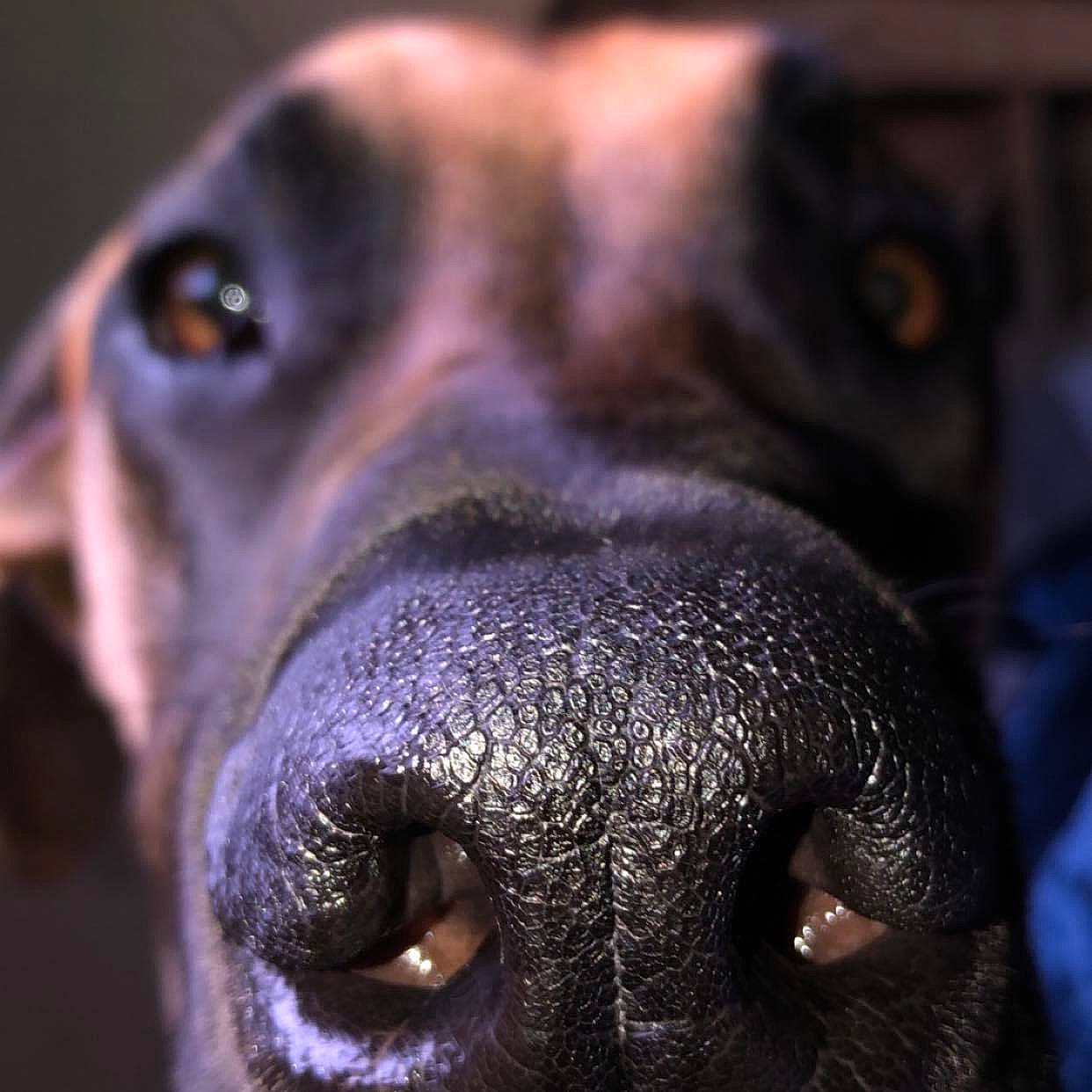 Ruby is registered to the contest to win money with this photo: canidae, carnivore, close_up, companion_dog, dobermann, dog, dog_breed, ear, fawn, fur, iris, jaw, liver, macro_photography, pet_supply, snout, sporting_group, terrestrial_animal, whiskers, working_animal