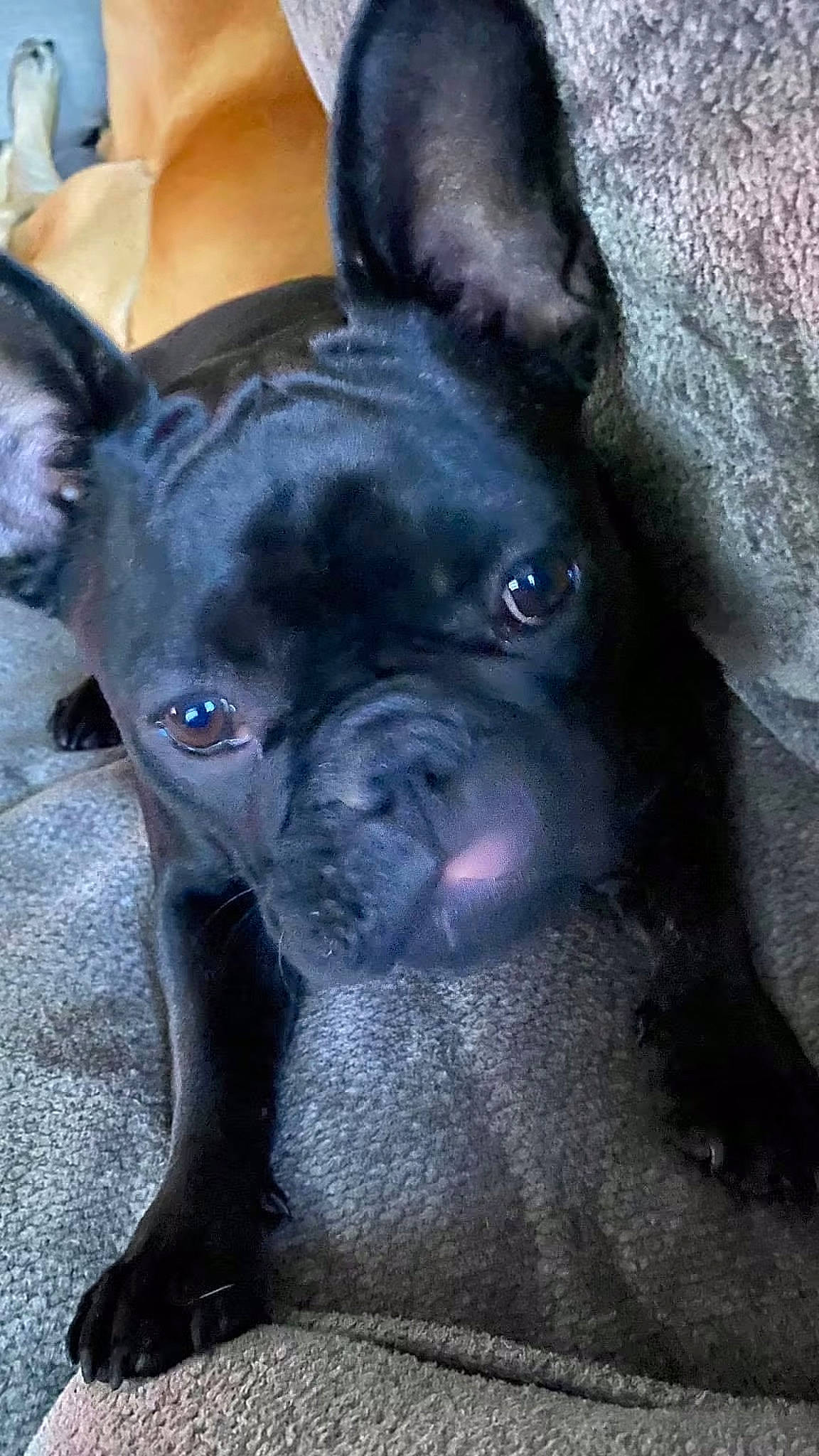 Bella joined the competition — help win amazing prizes! bulldog, canidae, carnivore, close_up, companion_dog, dog, dog_breed, ear, electric_blue, fawn, french_bulldog, non_sporting_group, snout, sporting_group, terrestrial_animal, toy_dog, whiskers, working_animal, wrinkle