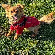 Ash joined the competition — help win amazing prizes! dog, small_dog, red_jacket, grass, outdoor, pet, animal, happy, tongue_out, ears_up, sunlight, nature, cute, friendly, canine, fur, tail, playful, daytime, smiling