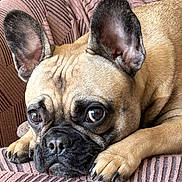 Yumi is registered to the contest to win money with this photo: dog, french_bulldog, pet, close_up, face, ears, paws, resting, blanket, indoors, fur, animal, cute, expression, portrait, laying_down, brown, black_nose, whiskers, nail