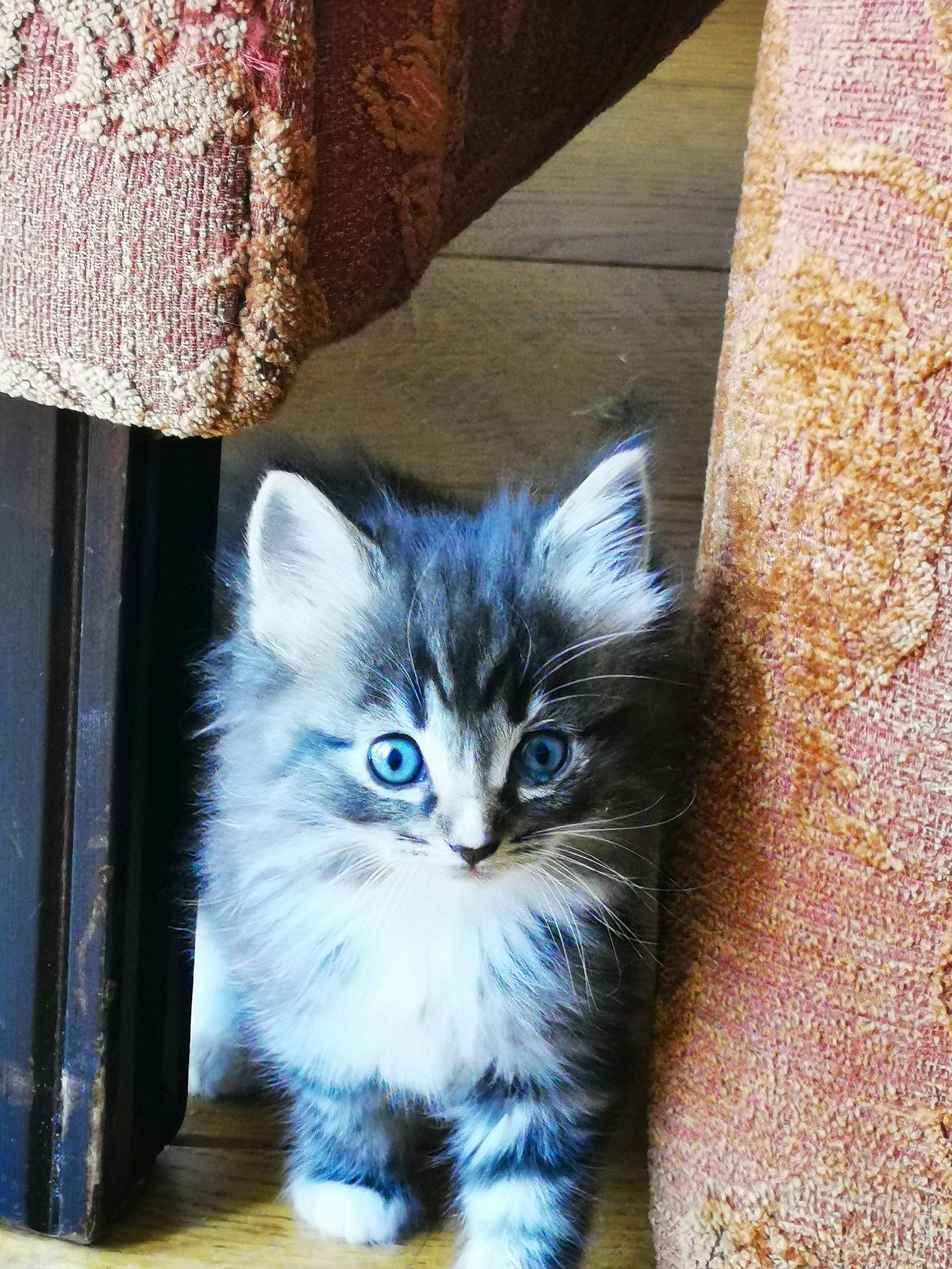 Molli is registered to the contest to win money with this photo: carnivore, cat, domestic_long_haired_cat, domestic_short_haired_cat, european_shorthair, felidae, kitten, maine_coon, mammal, norwegian_forest_cat, ojos_azules, ragamuffin, siberian, small_to_medium_sized_cats, tabby_cat, vertebrate, whiskers