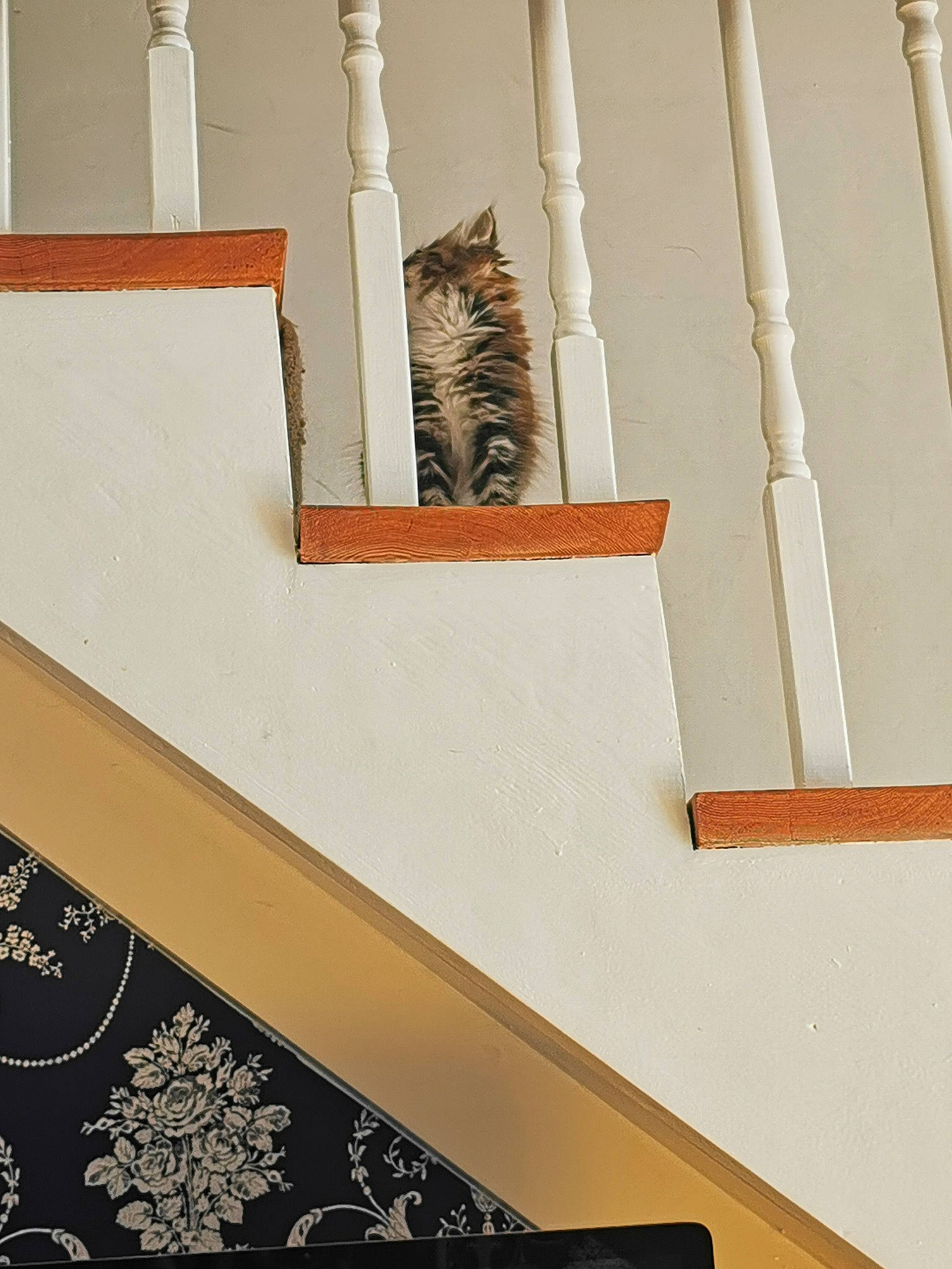 Molli joined the competition — help win amazing prizes! carnivore, cat, fawn, felidae, interior_design, kitten, room, small_to_medium_sized_cats, stairs, whiskers, wood