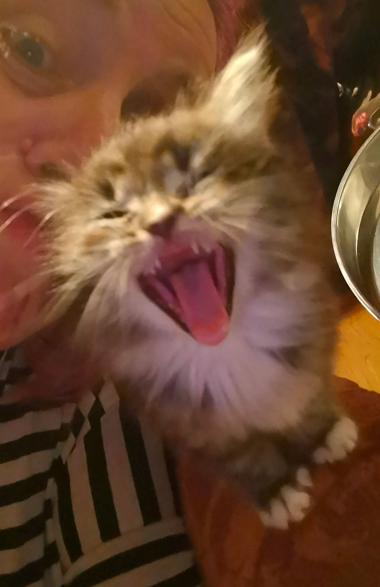 Molli is registered to the contest to win money with this photo: american_curl, carnivore, cat, domestic_long_haired_cat, eye, facial_expression, felidae, fur, kitten, maine_coon, mouth, norwegian_forest_cat, nose, organ, ragamuffin, small_to_medium_sized_cats, snout, tooth, whiskers, yawn