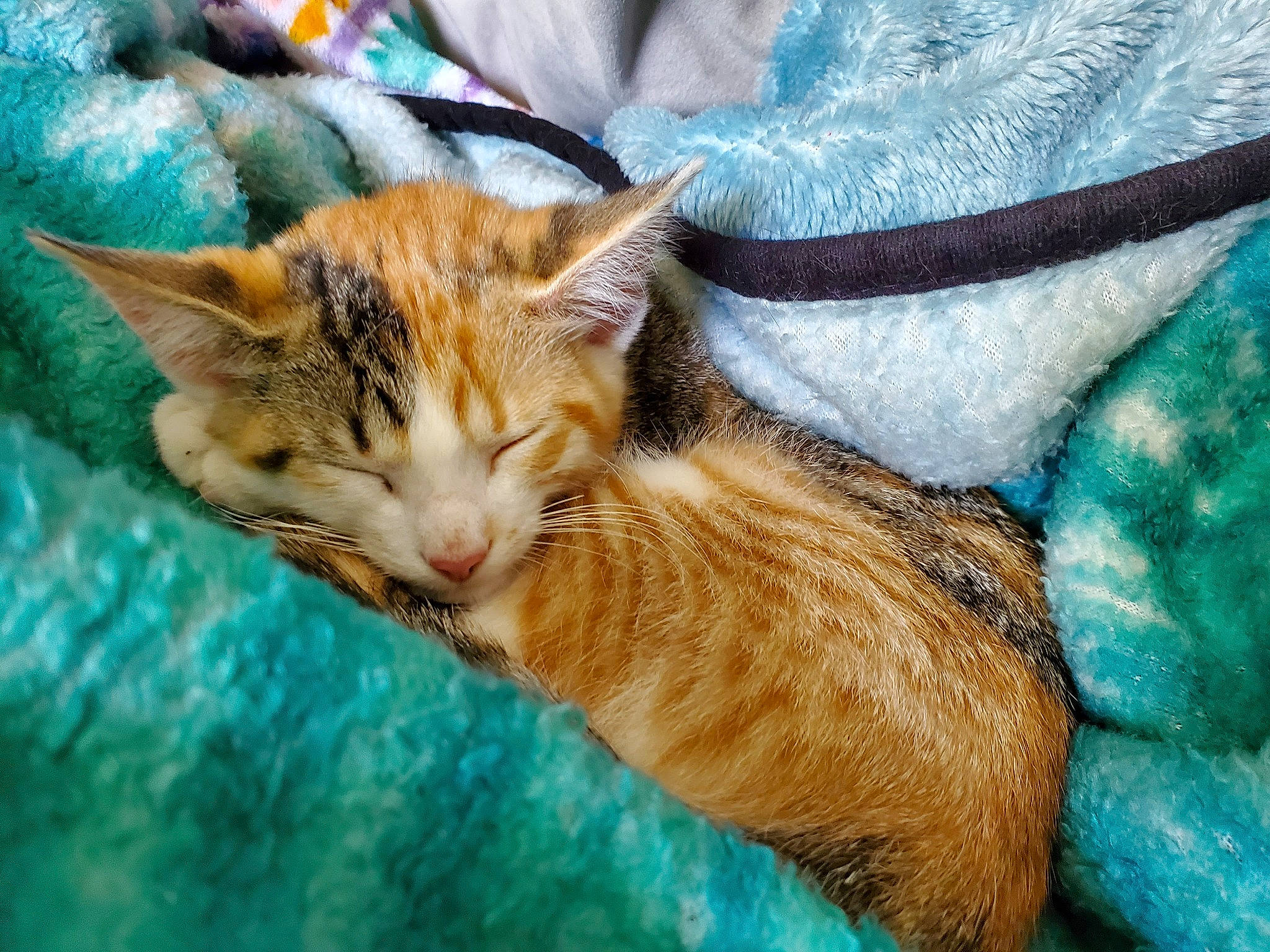 Nutmeg joined the competition — help win amazing prizes! art, azure, carnivore, cat, claw, comfort, domestic_short_haired_cat, electric_blue, fawn, felidae, fur, grass, small_to_medium_sized_cats, snout, tail, terrestrial_animal, textile, tree, whiskers, wildlife