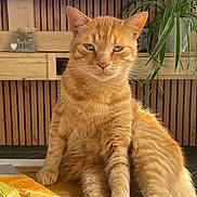 Monty participe au concours pour gagner de l'argent avec cette photo : animal, calm, cat, close_up, domestic, feline, fur, green_plant, home_decor, indoor, looking_at_camera, orange_tabby, pet, plant, relaxed, sitting, snack_bag, television, wooden_table, wooden_wall