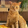 animal, calm, cat, close_up, domestic, feline, fur, green_plant, home_decor, indoor, looking_at_camera, orange_tabby, pet, plant, relaxed, sitting, snack_bag, television, wooden_table, wooden_wall