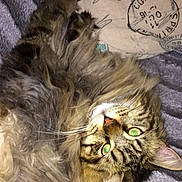 Macaron participe au concours pour gagner de l'argent avec cette photo : cat, tabby, fluffy, pet, animal, feline, lying_down, blanket, cozy, indoor, whiskers, ears, fur, relaxed, cute, sleepy, green_eyes, close_up, resting, soft
