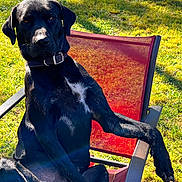 Roscoe is registered to the contest to win money with this photo: animal, backyard, black_dog, canine, casual, chair, collar, daylight, dog, grass, lawn, nature, outdoor, pet, red_chair, relaxed, resting, shade, summer, sunlight
