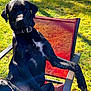 animal, backyard, black_dog, canine, casual, chair, collar, daylight, dog, grass, lawn, nature, outdoor, pet, red_chair, relaxed, resting, shade, summer, sunlight
