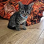 alert, animal, blue_collar, cat, cute, domestic_cat, flooring, fur, indoor, kitten, orange_blanket, patterned_blanket, pet, playful, sitting, small_animal, tabby, whiskers, wooden_floor, young
