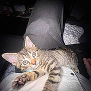 Loki joined the competition — help win amazing prizes! animal, black_pants, cat, clothing, curious, cute, feline, indoor, kitten, lap, looking, paw, person, pet, relaxed, striped, tabby, whiskers, white_shirt, young