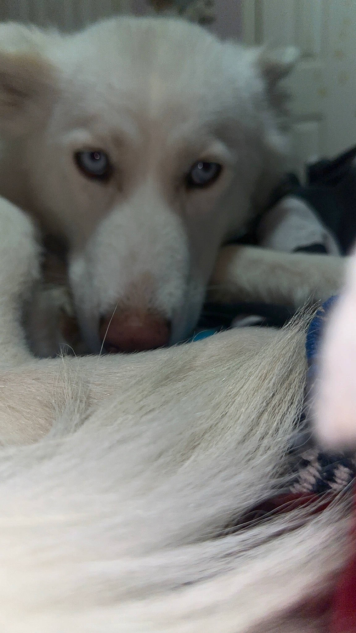 Mika is registered to the contest to win money with this photo: american_eskimo_dog, canidae, carnivore, close_up, companion_dog, dog, dog_breed, eyelash, fawn, fur, mammal, paw, snout, sporting_group, street_dog, terrestrial_animal, vertebrate, whiskers, wolf, working_animal