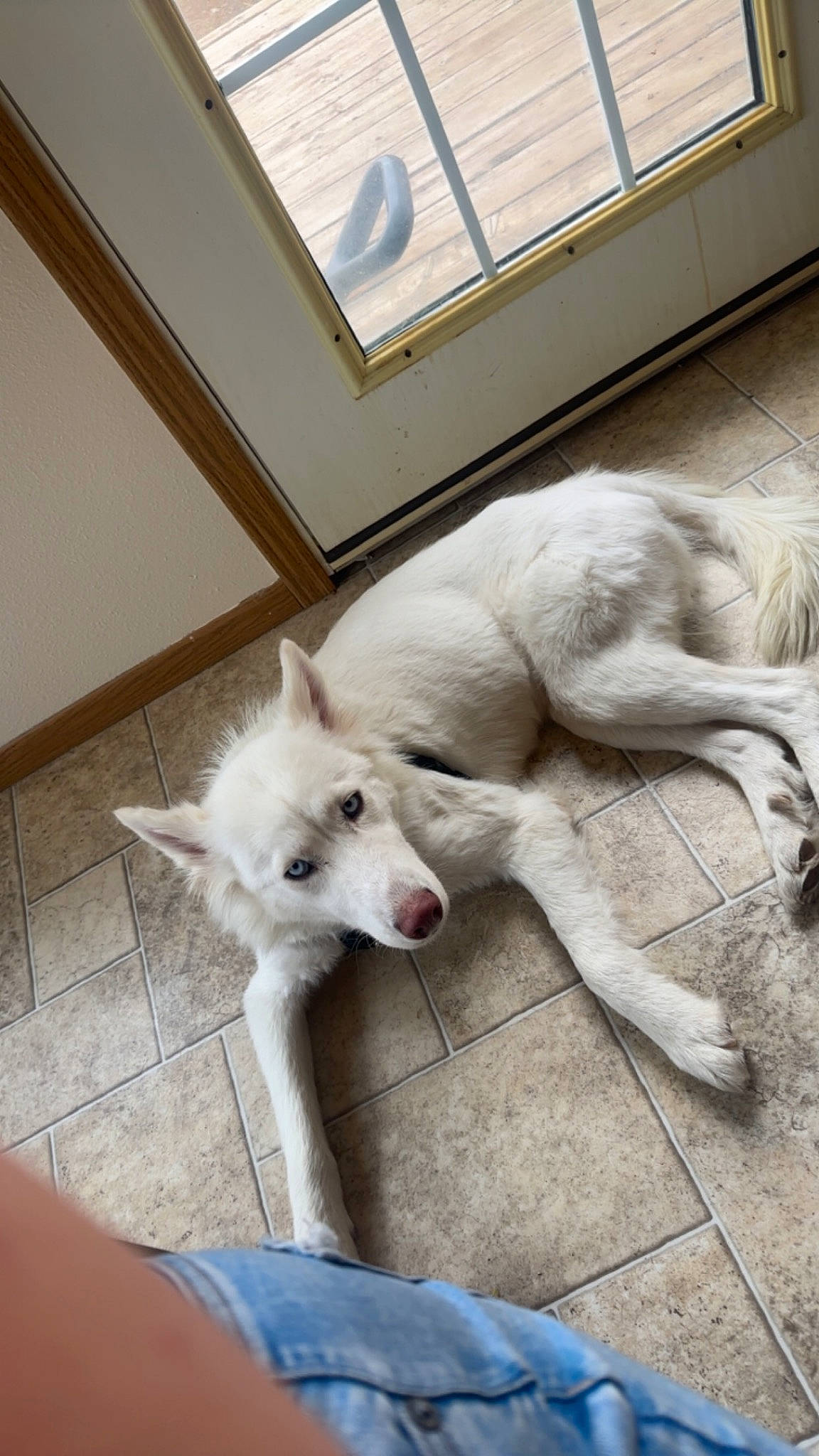 Mika joined the competition — help win amazing prizes! canidae, carnivore, companion_dog, dog, dog_breed, fawn, flooring, fur, hardwood, non_sporting_group, paw, snout, sporting_group, tail, terrestrial_animal, whiskers, window, wood, working_animal, working_dog