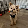dog, puppy, small_dog, curly_fur, indoor, playpen, wooden_floor, pet, cute, ears, black_harness, toy, orange_toy, yellow_toy, flooring, looking_up, pet_accessory, fence, animal, companion