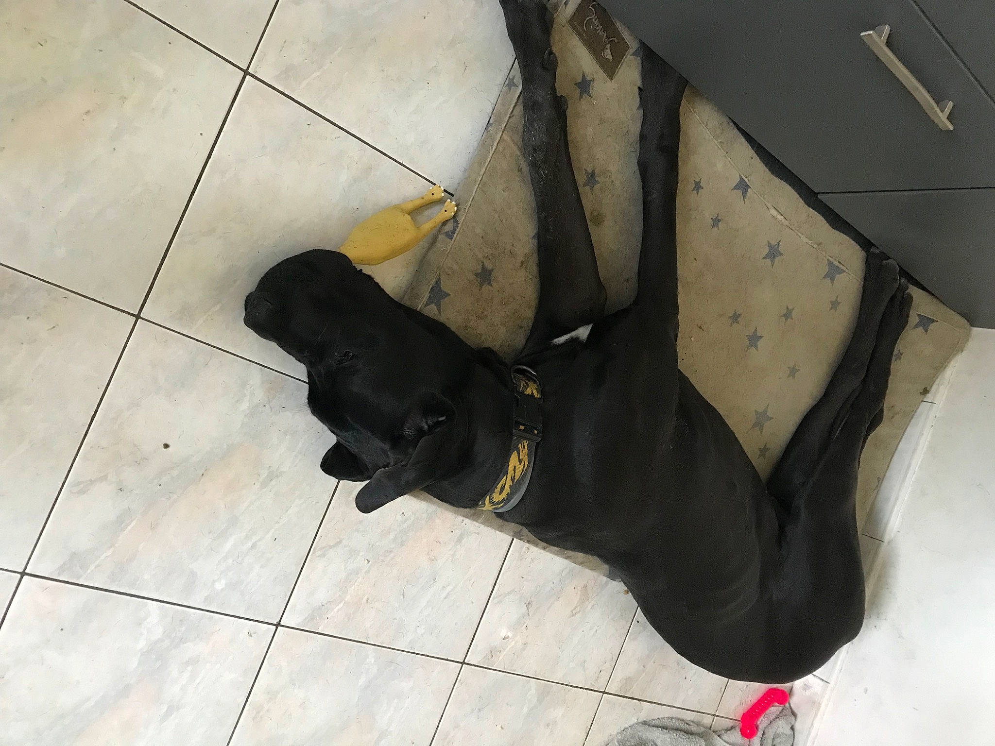 Urko participe au concours pour gagner de l'argent avec cette photo : bag, carmine, dog, dog_breed, fashion_accessory, floor, flooring, foot, fur, hardwood, human_leg, outdoor_shoe, pattern, personal_protective_equipment, road_surface, shadow, snow_boot, tail, thigh, wood