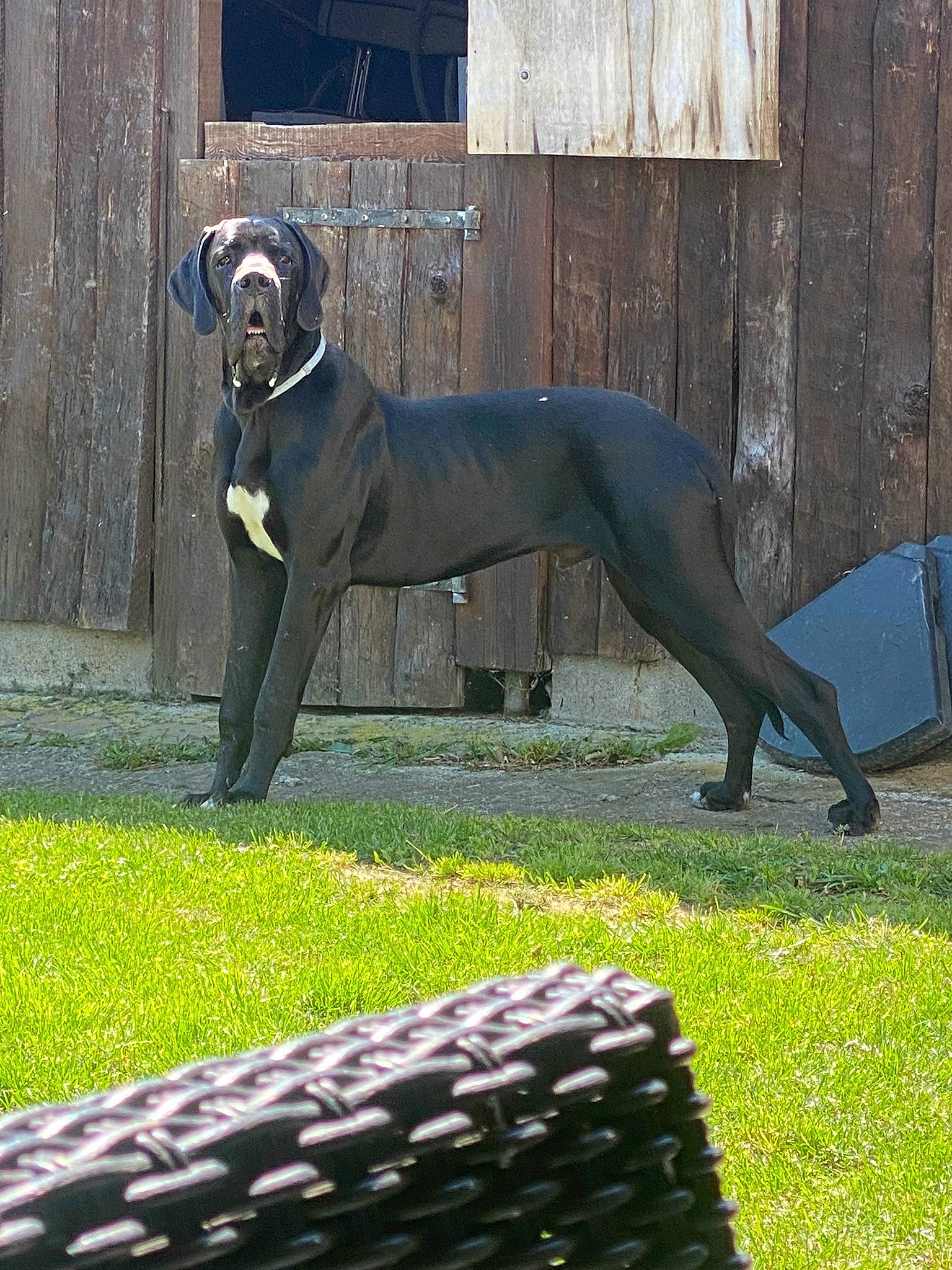 Urko participe au concours pour gagner de l'argent avec cette photo : art, automotive_tire, canidae, carnivore, companion_dog, dog, dog_breed, grass, lawn, metal, monument, sculpture, snout, sporting_group, statue, tail, terrestrial_animal, tread, wood, working_animal