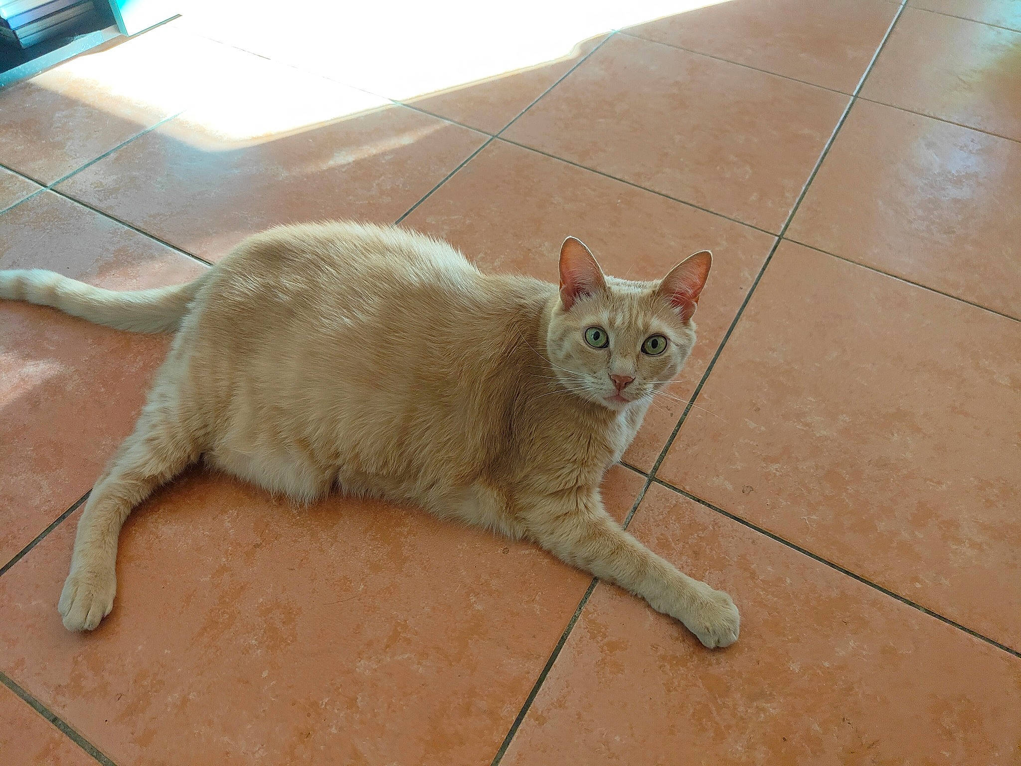 Biscuit a rejoint le concours — aidez-le/la à gagner de superbes lots ! carnivore, cat, claw, computer_keyboard, domestic_short_haired_cat, fawn, felidae, floor, flooring, foot, fur, hardwood, paw, sitting, small_to_medium_sized_cats, snout, tail, terrestrial_animal, whiskers, wood