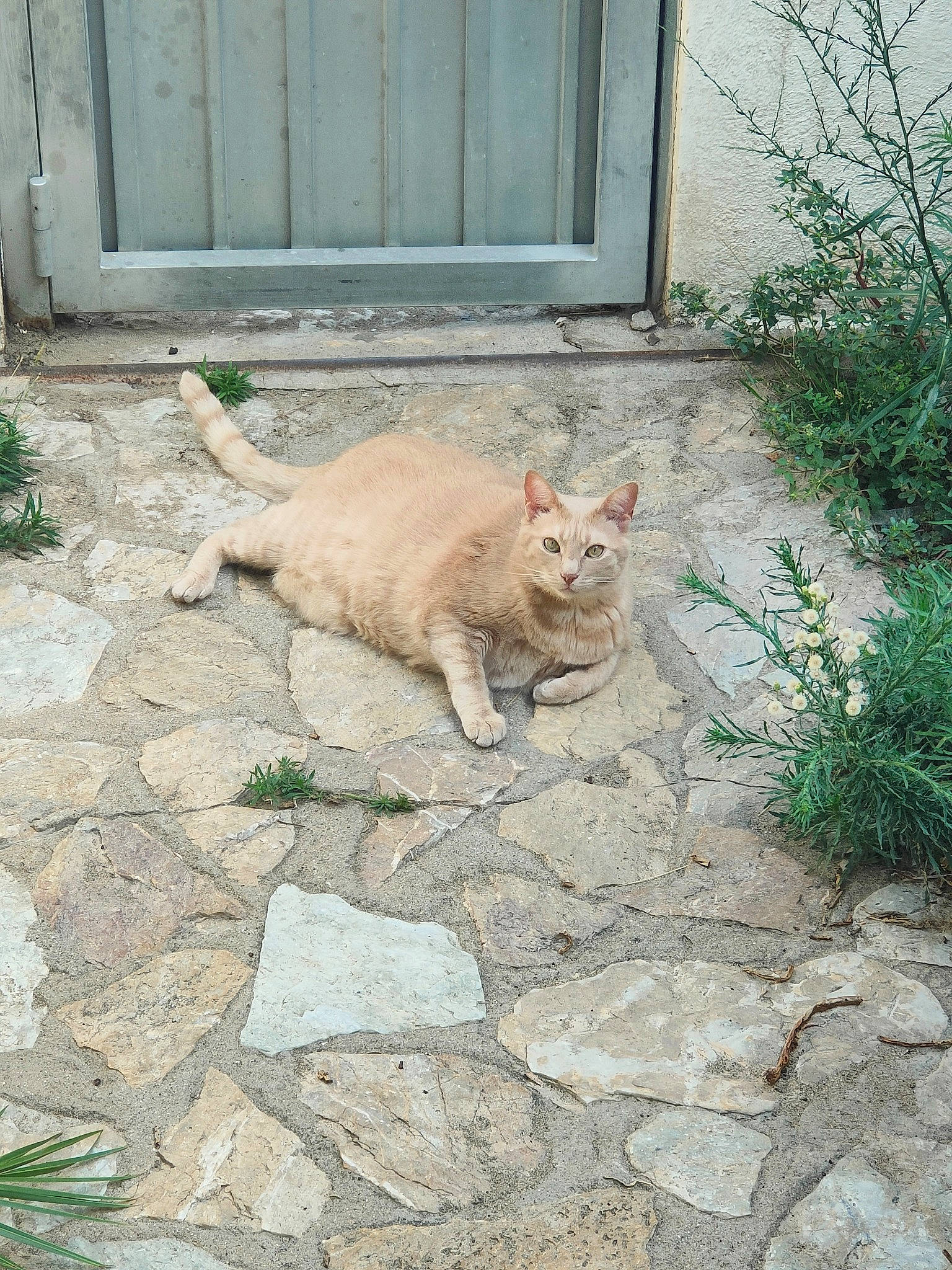 Biscuit a rejoint le concours — aidez-le/la à gagner de superbes lots ! asphalt, brick, carnivore, cat, cobblestone, domestic_short_haired_cat, fawn, felidae, flagstone, flooring, grass, groundcover, plant, road_surface, sidewalk, small_to_medium_sized_cats, snout, tail, terrestrial_animal, whiskers