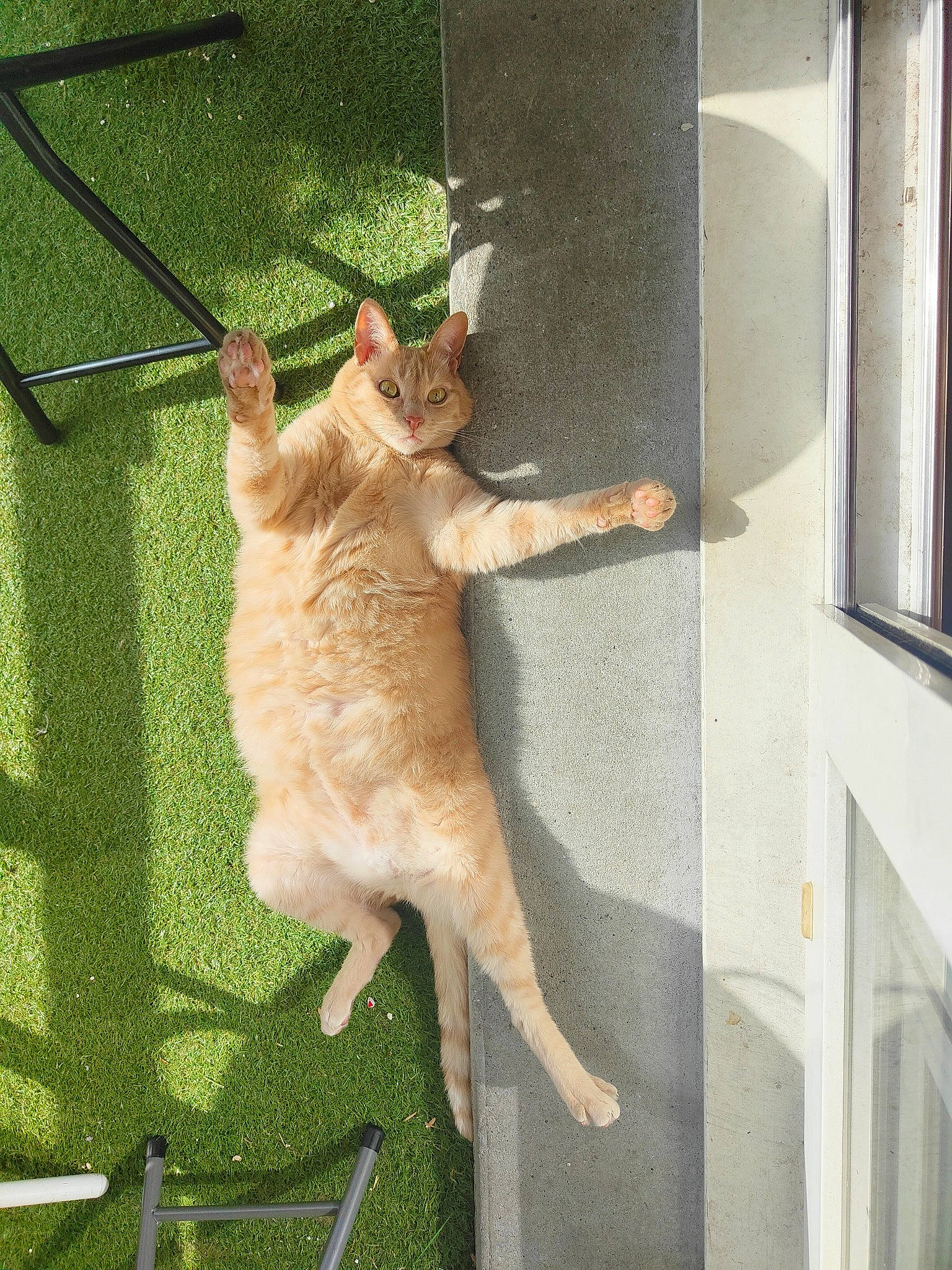 Biscuit a rejoint le concours — aidez-le/la à gagner de superbes lots ! animal_shelter, canidae, carnivore, cat, claw, companion_dog, domestic_short_haired_cat, fawn, felidae, fur, grass, small_to_medium_sized_cats, sporting_group, tail, whiskers, wildlife, window, wood