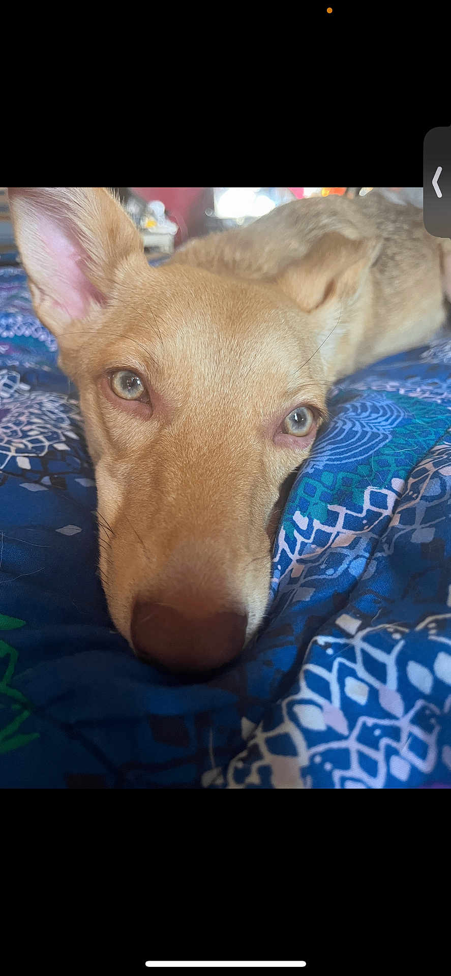 Goji is registered to the contest to win money with this photo: animal, bed, blanket, blue, calm, canine, close_up, cozy, dog, domestic_animal, ears, eyes, face, fur, indoor, lying_down, nose, pattern, pet, resting