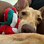 Goji joined the competition — help win amazing prizes! animal, brown_dog, close_up, comfort, cozy, cushion, dog, ears, face, fur, indoor, lying_down, nose, pet, playing, relaxed, resting, rope_toy, snout, toy