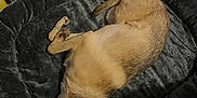 Goji joined the competition — help win amazing prizes! animal, bed, canine, cozy, curled_up, dog, domestic, ears, floor, fur, household, indoor, light_brown, pet, plush, quiet, relaxing, resting, sleeping, tail