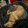 animal, bed, canine, cozy, curled_up, dog, domestic, ears, floor, fur, household, indoor, light_brown, pet, plush, quiet, relaxing, resting, sleeping, tail