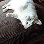 Daisy is registered to the contest to win money with this photo: animal, blue_eye, cat, couch, curious, cute, feline, furniture, green_eye, heterochromia, home, indoor, lying_down, pet, pink_nose, playful, relaxed, upside_down, whiskers, white_cat