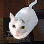Daisy is registered to the contest to win money with this photo: animal, blue_eye, carpet, cat, close_up, curious, cute, domestic_cat, feline, floor, fur, green_eye, heterochromia, indoor, looking_up, patterned_rug, pet, sitting, whiskers, white_cat